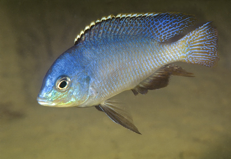 Protomelas fenestratus 'Metangula'